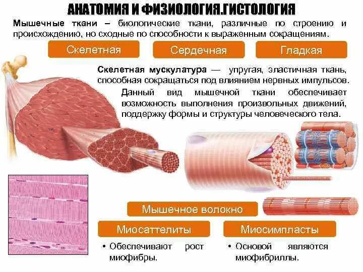 Поперечнополосатая скелетная мышечная ткань функция. Функции гладкой мышечной ткани гистология. Гладкая мышечная ткань и Скелетная мышечная ткань. Строение скелетной мускулатуры гистология. Строение мышечной ткани и мышц.