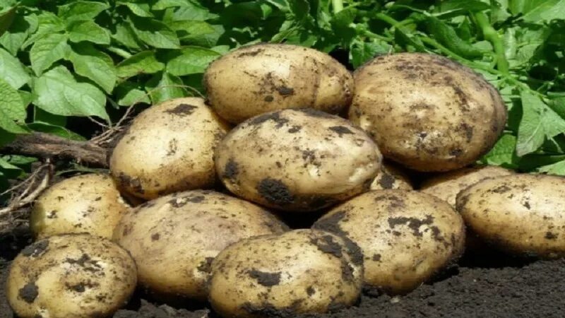 Характеристики сорта коломбо. Картофель сорт коломба. сорт картофеля коломбо. картофель сорт колумба. картофель семенной коломбо.