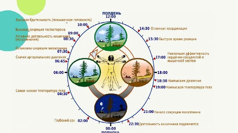 Суточные ритмы жизни