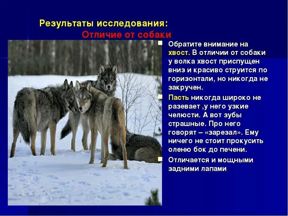 Как отличить волка от собаки. Чем отличается волк ТТ собаки. Волк и собака отличия. Отличие Волков от собак.