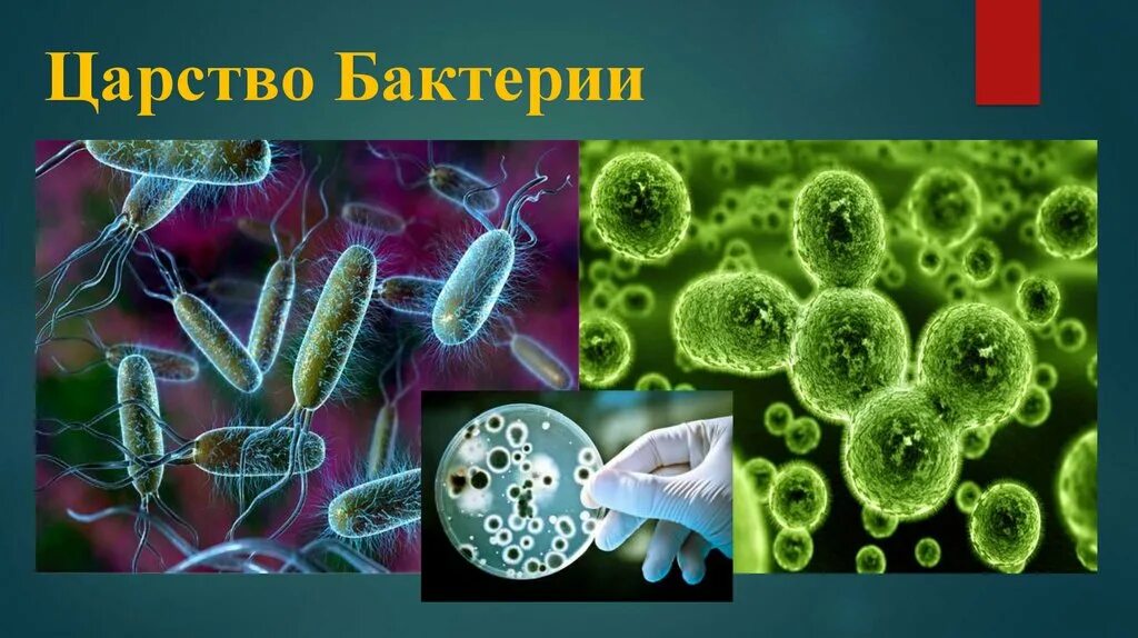 Три примера царства бактерий. Бактерии царство живой природы. Царства микроорганизмов. Царство бактерии презентация. Бактерии царство бактерий.