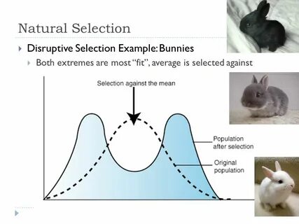 Selection meaning