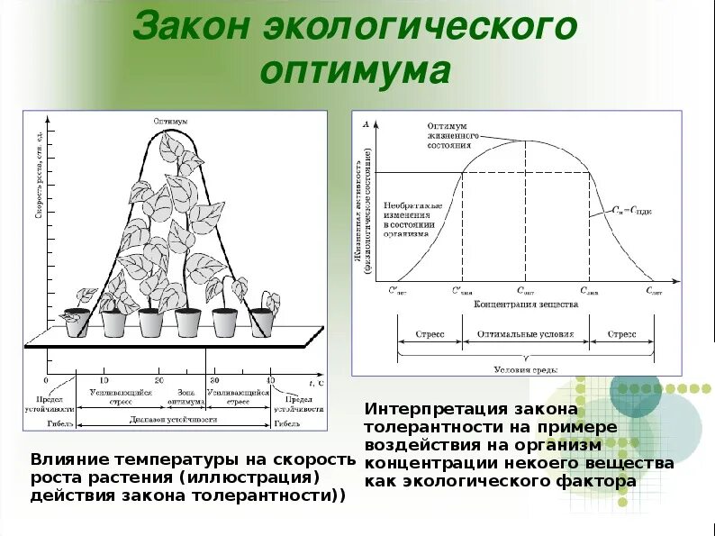 Закон оптимума биология. Законы экологии закон оптимума минимума. Закон оптимума и пессимума. Закон оптимума схема действия. График оптимума экология.