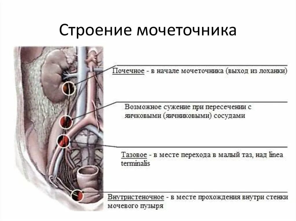 Мочеточник имеет. Топографическая анатомия мочеточников. Анатомические сужения мочеточника. Сужения мочеточника анатомия.