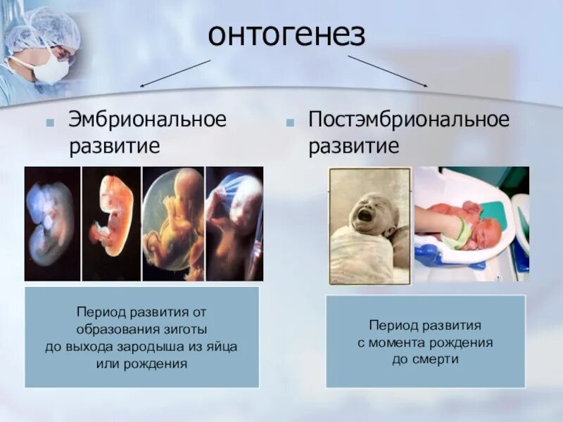 Онтогенез особенности процесса. Этапы эмбрионального и постэмбрионального развития. Развитие организма в эмбриональном и постэмбриональном периоде.. Постэмбриональный эмбриогенез. Эмбриональный и постэмбриональный период развития таблица.