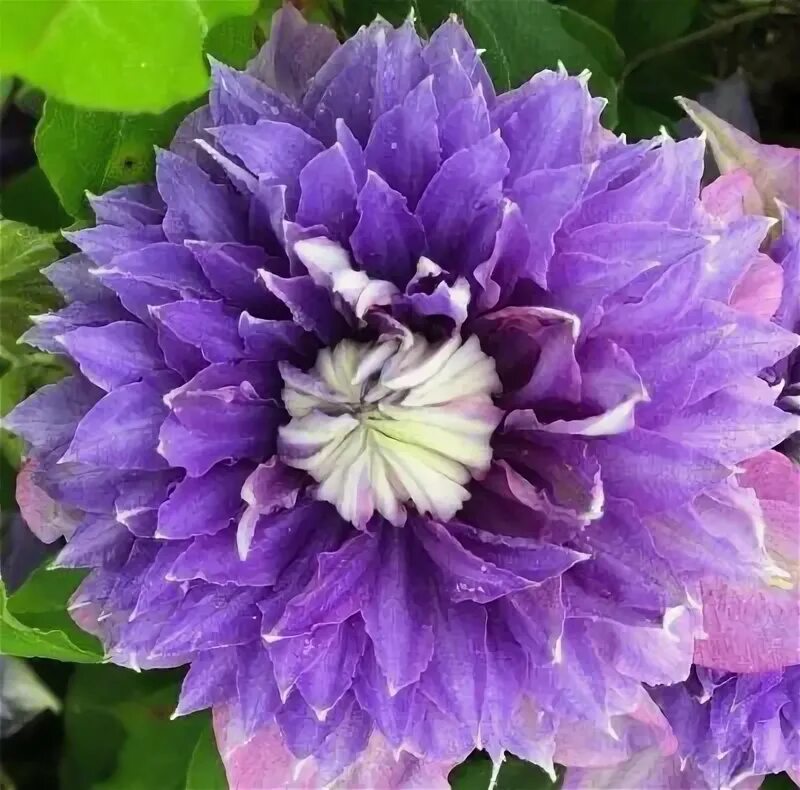 Clematis 'Diamantina'™ evipo039, Clematis 'Diamantina' - uploaded by @adamjones