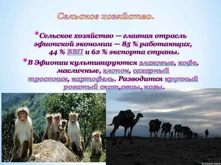 Тип структуры экономики эфиопии. Эфиопия сельское хозяйство презентация. отрасли хозяйства эфиопии. эфиопия специализация сельского хозяйства. характеризация хозяйства эфиопии.