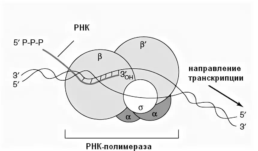 РНК полимераза эукариот строение. Рек подимераза строрение. ДНК полимеразы эукариот строение. РНК полимераза прокариот.