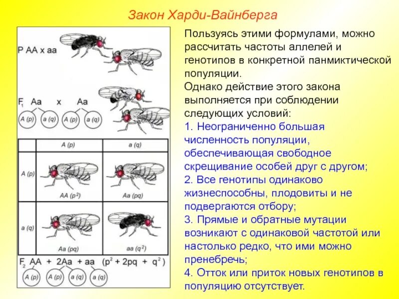 Частоты генов и генотипов. Закон Харди Вайнберга. Формула Харди Вайнберга. Частоты генотипов Харди Вайнберг. Генетика популяций задачи.