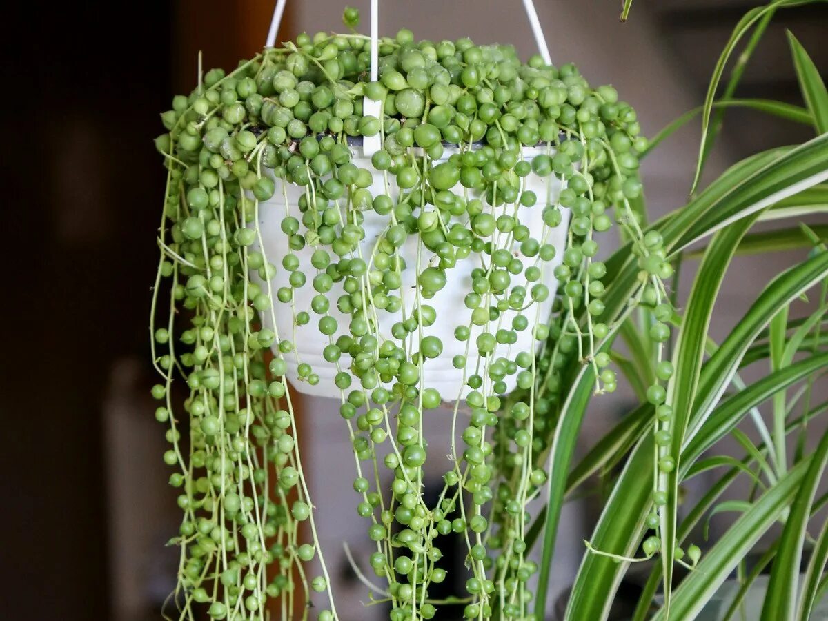 Крестовник уход. Суккулент крестовник роули. Суккулент крестовник роули. Крестовник роули вариегатный. Суккулент крестовник роули.