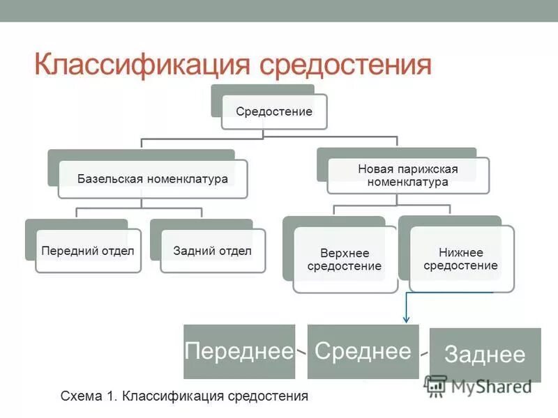 По каким принципам классифицируют отделы нервной. Классификация травм органов средостения. Клиническая классификация средостения. Классификация отделов средостения по Парижской номенклатуре. Базельская номенклатура средостения.