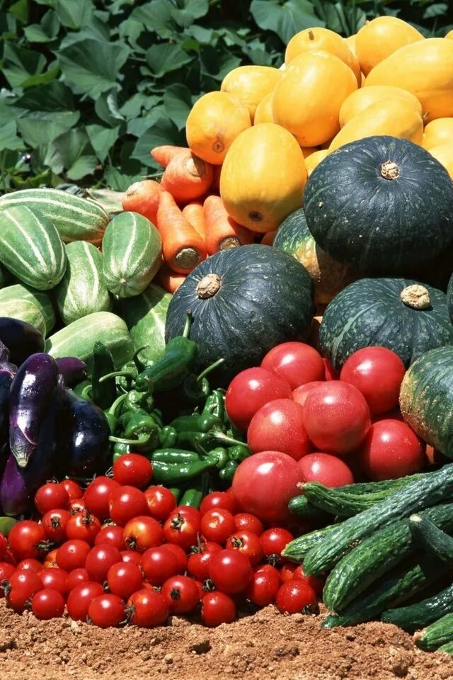 Овощи. Урожай овощей. Огурцы и помидоры. Овощи тыква. Тыква кабачок помидор