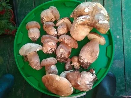Погода грибной