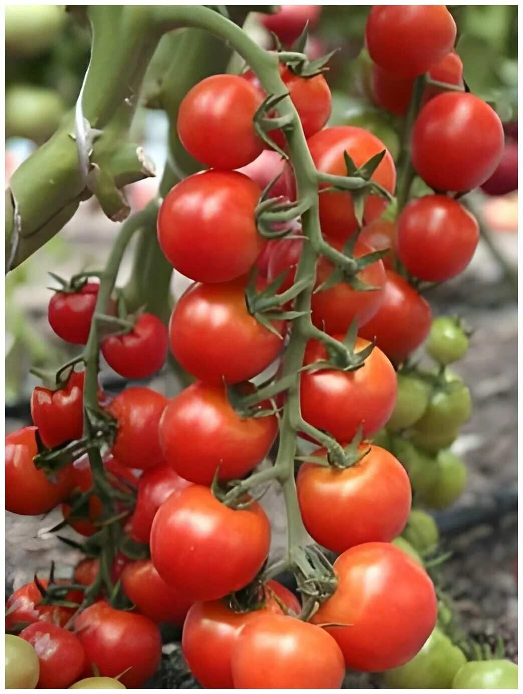 томат черри томатоберри. томат черри минибел. свит черри f1 в теплице. томат большой санголд. томат клубничка f1 черри.