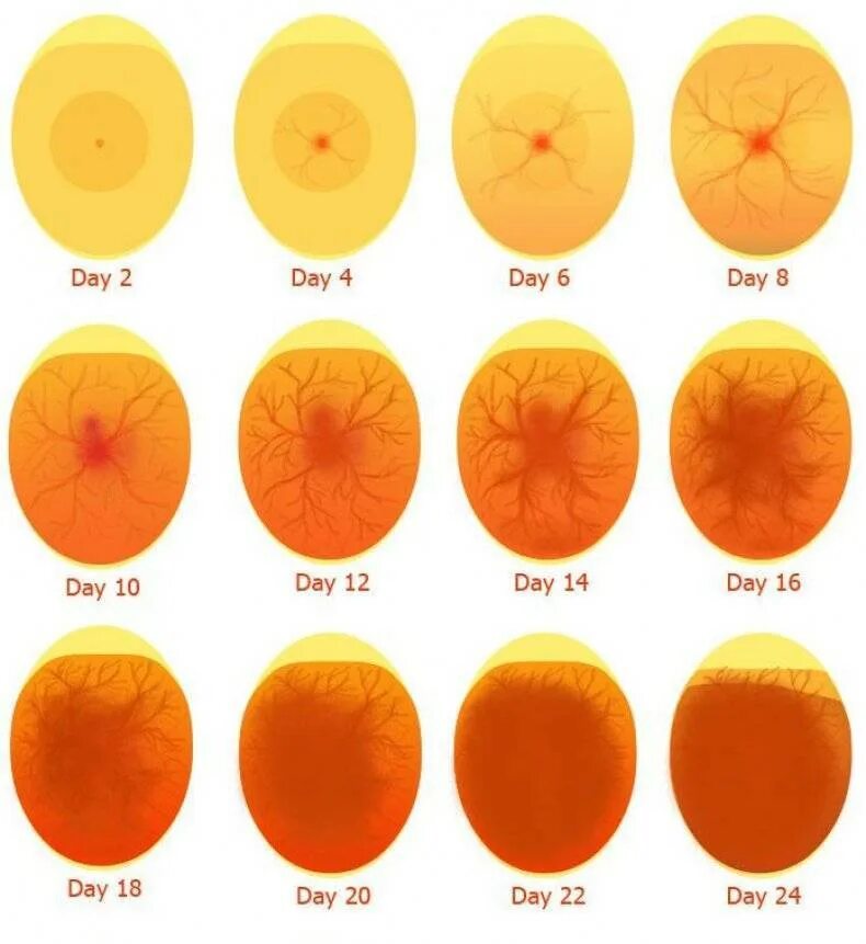 Инкубация яиц 15 день. Овоскопирование утиных яиц. инкубация куриных яиц овоскопирование. овоскопирование утиных яиц 10 день. инкубация утиных яиц овоскопирование.