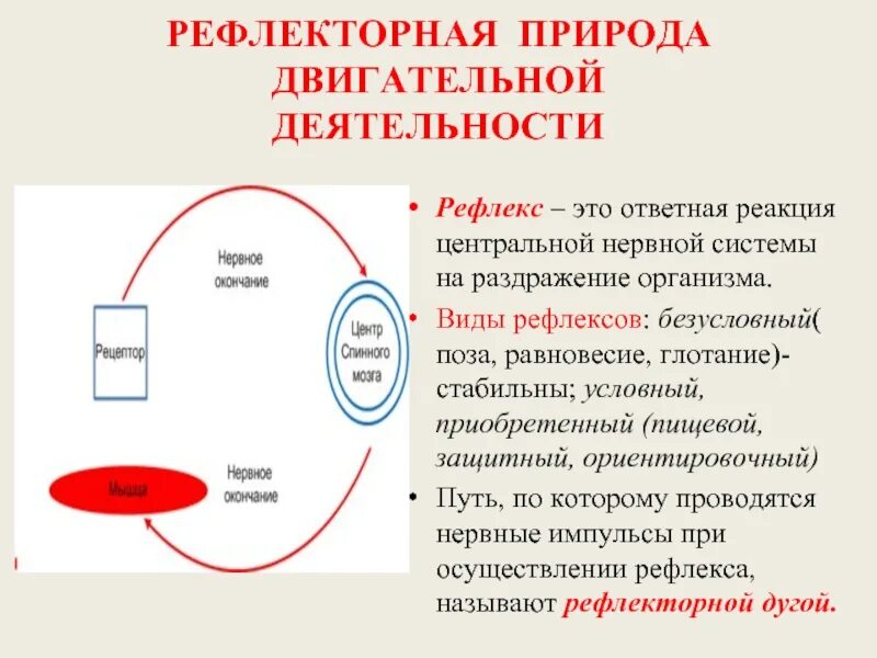 Ответная реакция на раздражение в виде рефлекса. Типы ответных реакций. Рефлекторная деятельность. Защитный Ориентировочный старт рефлекс. Рефлексом называют реакцию