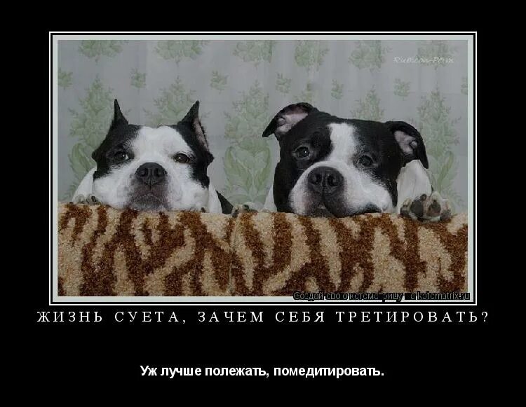 Бездомные собаки демотиваторы. Прикольные картинки с надписями. Цитаты про собак. Хозяин собаки. Собака села на кота.