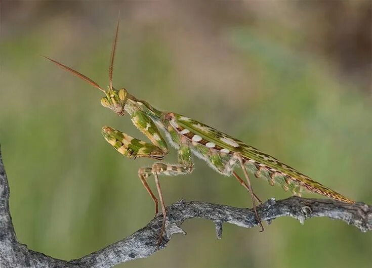 Насекомое пестрое. Blepharopsis mendica. Мантиспа обыкновенная. Богомол Creobroter meleagris. Богомол насекомое.