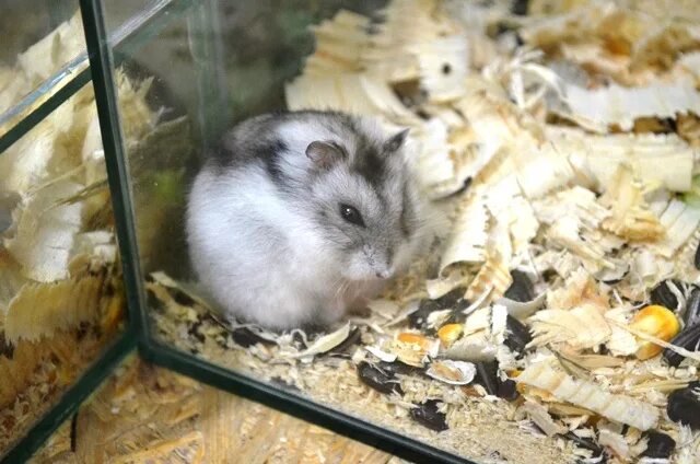 зоомаркет хомяки. хомяки в зоомагазине. хомячок роборовского. продать хомяка в зоомагазин. домашние питомцы хомяк.