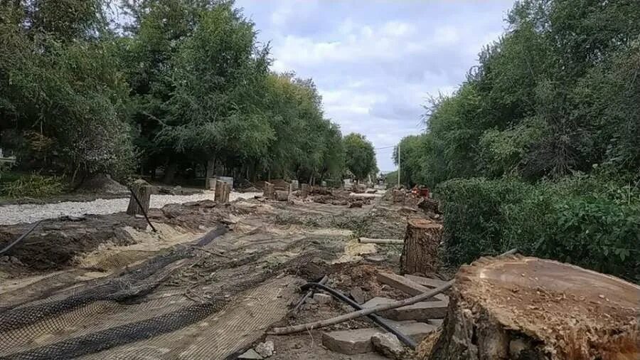 Вырубка деревьев в городе. Вырубка деревьев в Волгограде. Вырубка зеленых насаждений. Аллея вдов в Волгограде.