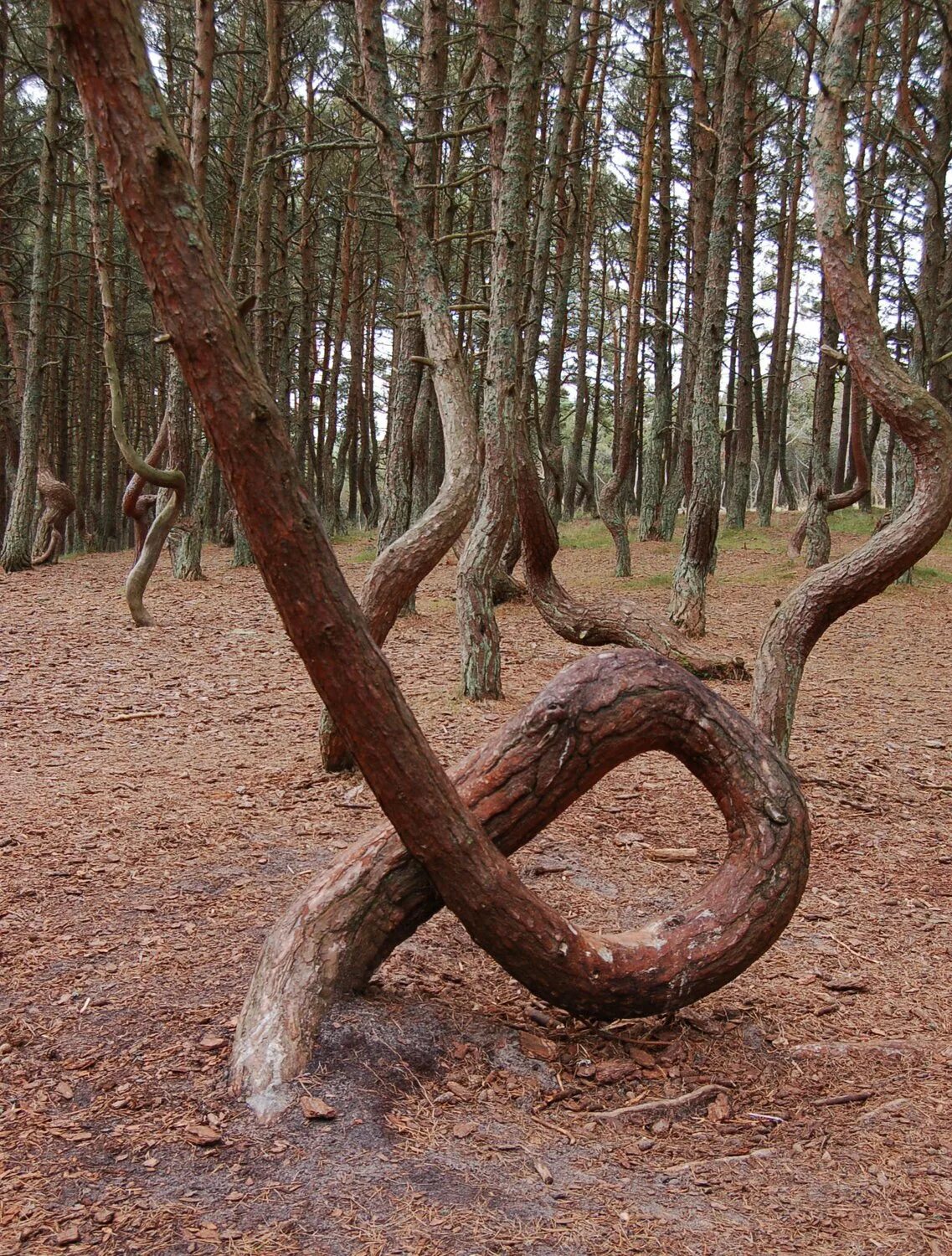 Пляшущий лес. Куршская коса Танцующий лес. Куршская коса Калининград Танцующий лес.