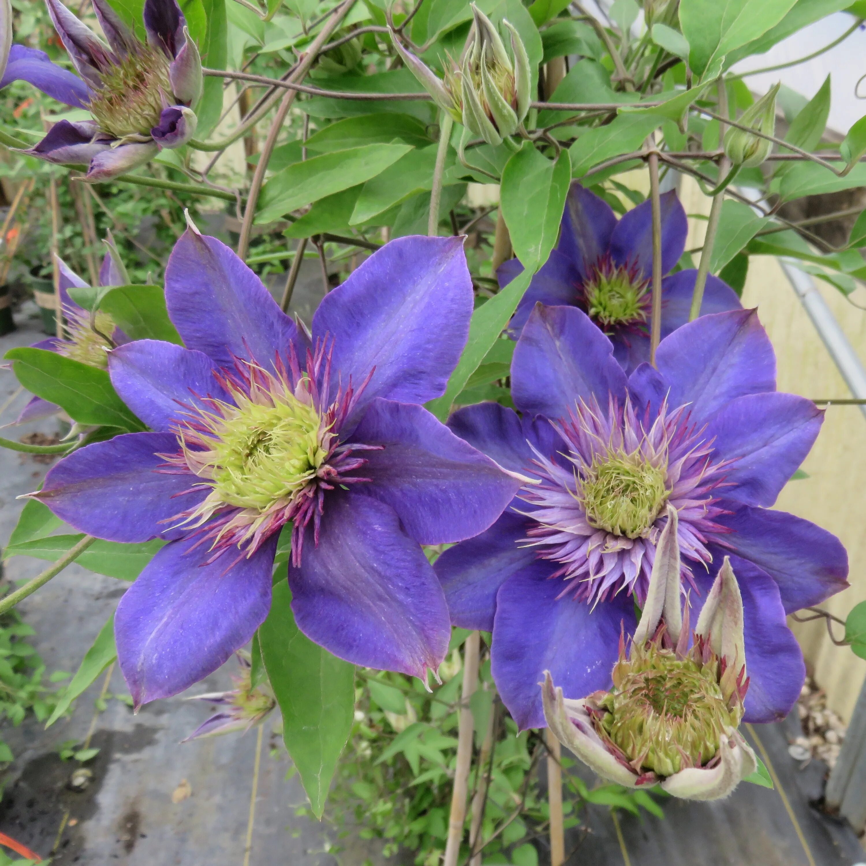 Клематис Мульти Блю. Клематис (Clematis) Multi Blue. Клематис Multi Blue (Мульти Блю). Клематис вагабонд. Клематис мульти блю фото отзывы