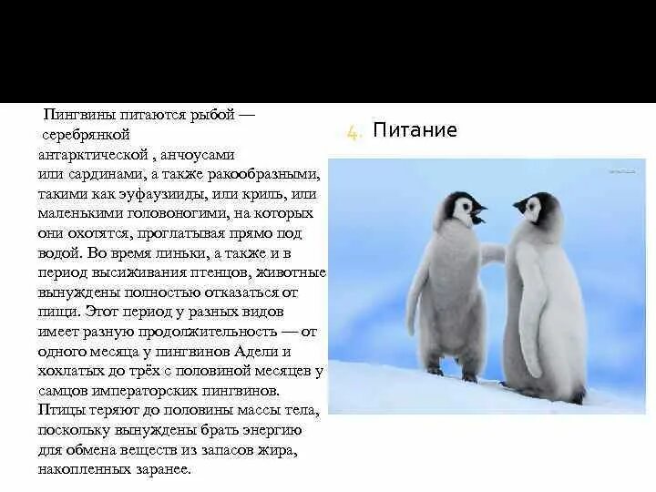 Где обитает пингвин материк. Чем питаются пингвины. Пингвины питаются рыбой — серебрянкой антарктической. Где живут и чем питаются пингвины. Пингвины питаются.