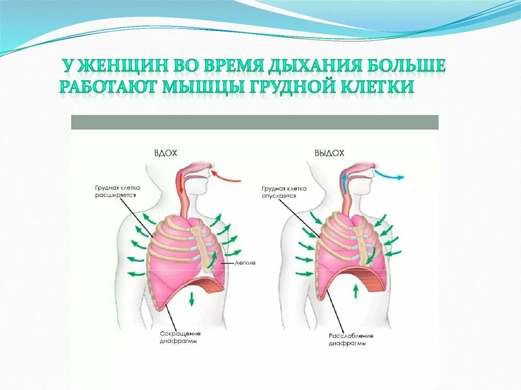 Дыхательные мышцы. Грудная клетка на вдохе и выдохе. Дыхательные мышцы вдоха и выдоха. Дыхательные мышцы презентация. Роль грудной клетки в процессе дыхания