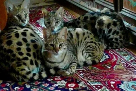 Ашера из дагестана фото