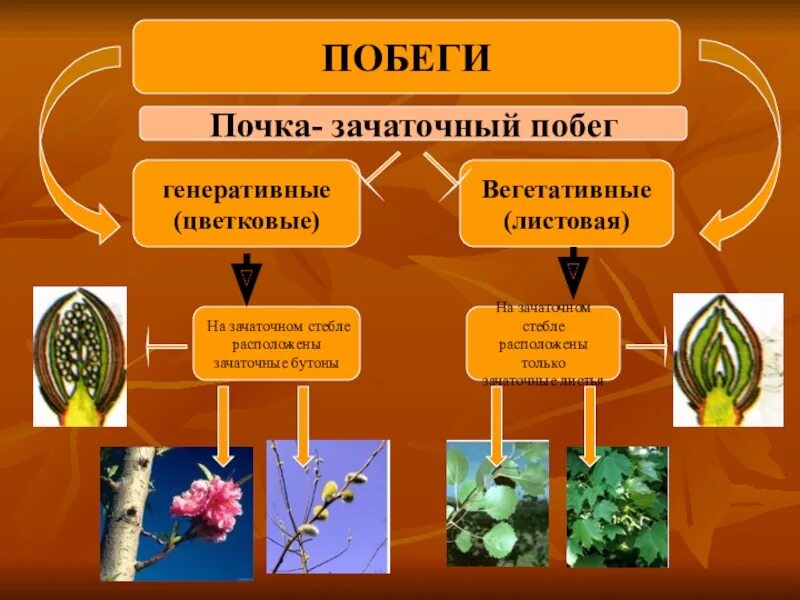 Генеративные органы примеры. Вегетативные и генеративные побеги. Вегетативный побег. Генеративный побег. Вегетативные побеги и генеративные побеги.