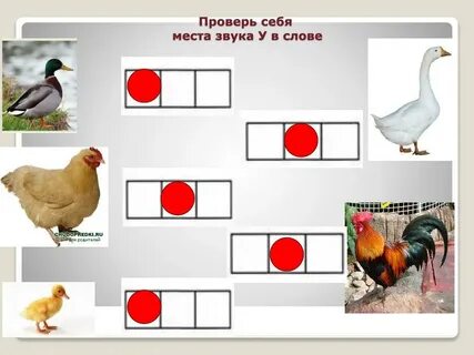 Звуки в слове птица