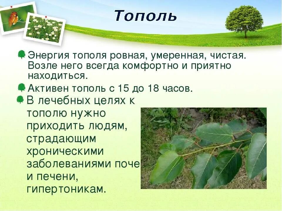 Тополь. Тополь описание. Тополь презентация. Тополь характеристики. Тополь множественное