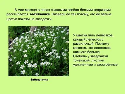 У какого растения цветки похожи на звездочки