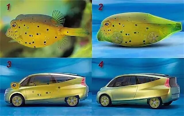 Рыба кузовок и автомобиль. Мерседес рыба кузовок. Рыбка на машине. Наклейка в виде рыбы на авто. Рыбка машинка.