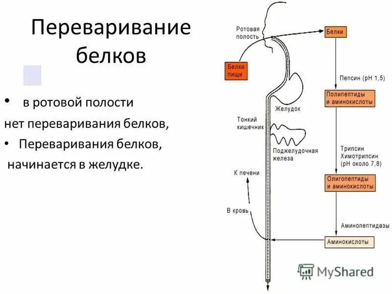 Переваривание растительных белков