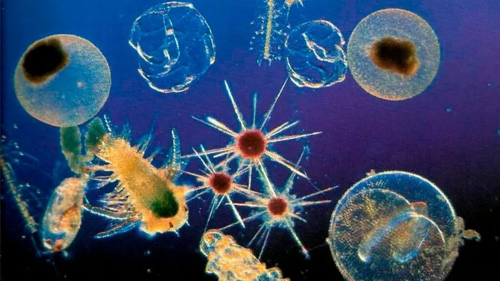 Зоопланктон и фитопланктон. Фитопланктон в океане. Одноклеточные животные. Представители фитопланктона.