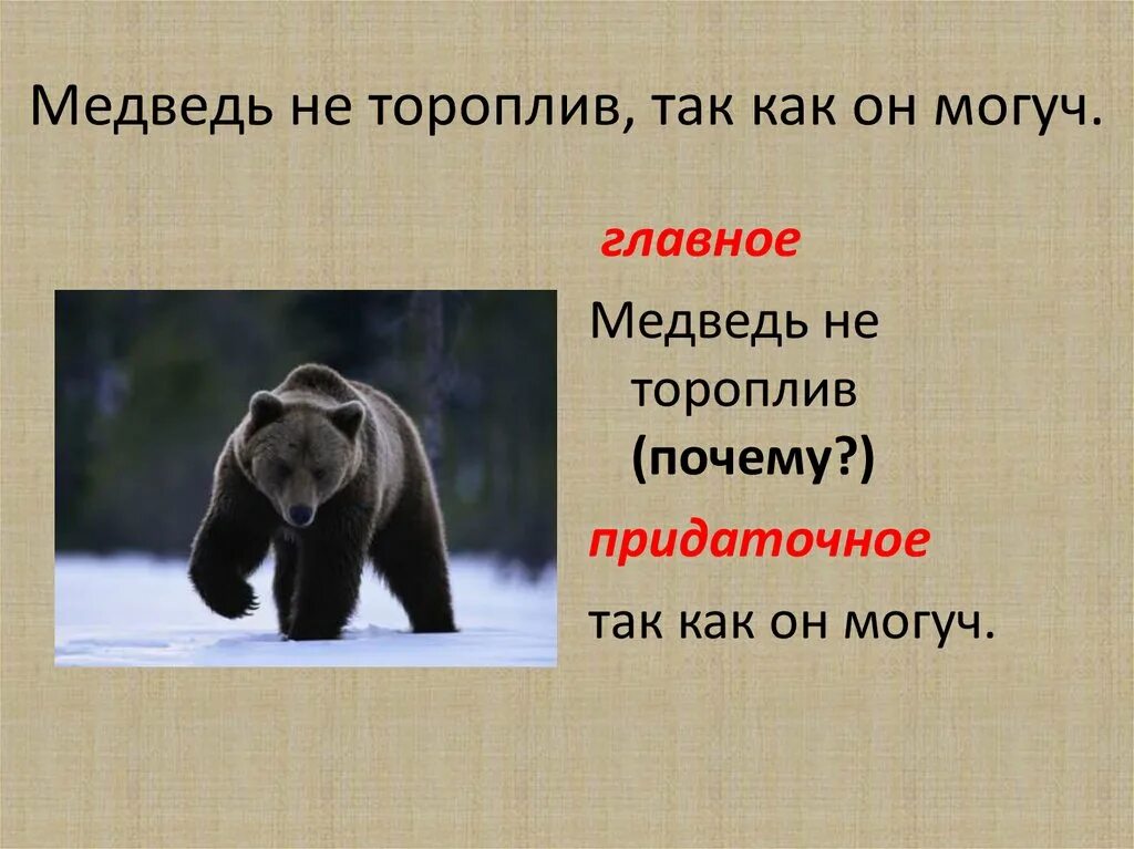 Медведь какой слова признаки. Могучий медведь. Главное о медведях. Пять предложений о медведе. Важный медведь.