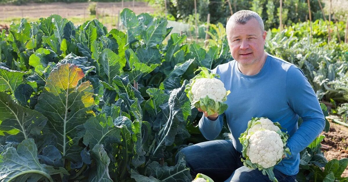 Цветная капуста на грядке. Цветная капуста в огороде. Цветная капуста на грядк. Капуста цветная растет в огороде.