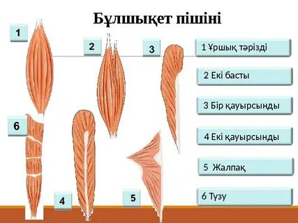 Көлденең қимада пенистің анусқа жетуінің фотосуретін қараңыз