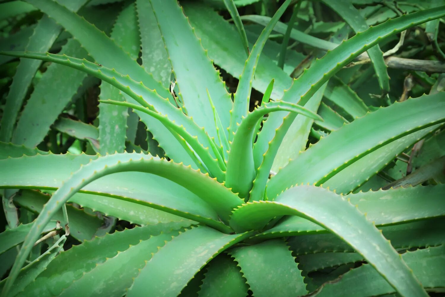 8 aloes. Алоэ столетник.