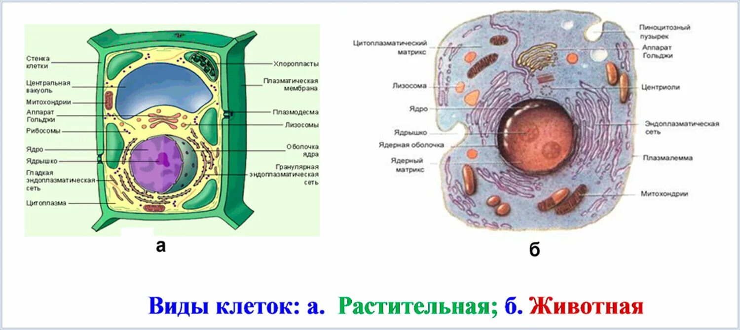 В любой клетке имеется. Пластиды растительной клетки и животной. Строение животной клетки пластиды. Строение клетки растений и животных. Живая клетка растений и животных.