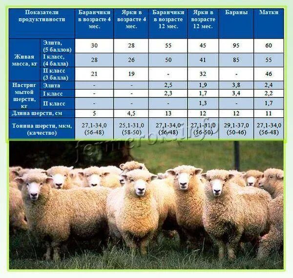Параметры веса ягнят Эдильбаевской породы. Овцы Эдильбаевской породы кормление. Вес барана Романовской породы по месяцам. Вес годовалого барана Романовской породы. Сколько вес барана
