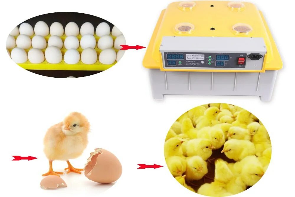 Автоматический инкубатор яиц Chicken Hatcher. Автоматический инкубатор яиц Chicken Hatcher 6 Eggs. Нагревательный элемент для инкубатора Egg 48. Мини-инкубатор для 6 яиц автоматический Брудер курицы. Купить яйца для инкубатора курей