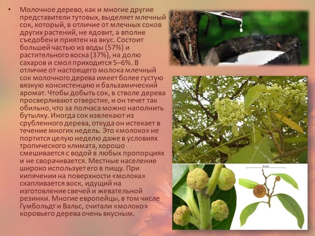 Млечный сок сканворд 6. Млечный сок сканворд 6. Млечный сок сканворд 6. Молочное дерево. Молочай млечный сок.