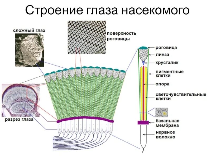 Рак строение глаз. Строение фасеточного глаза насекомого. схема строения фасеточного глаза насекомого. сложный глаз насекомого строение. строение фасеточных глаз членистоногих.