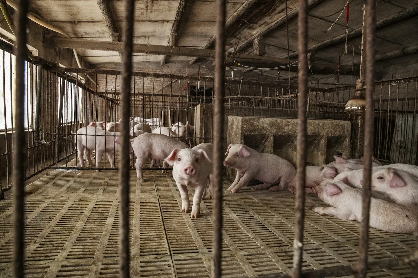 Свиноферма ферма. Современный свинарник. Свиньи на ферме. Загон для свиней. Свинья в свинарнике