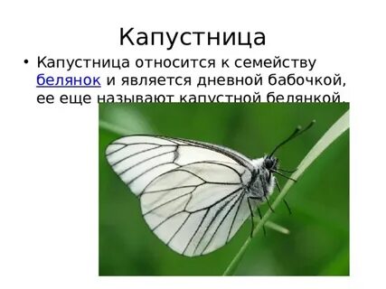 Сколько живут бабочки капустницы