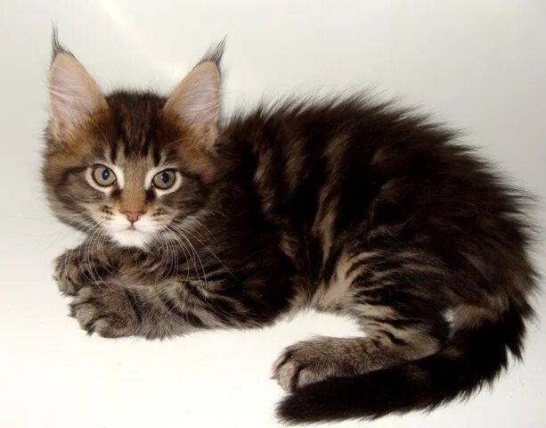 авито анапа котята мейн. мейн кун в добрые руки. мейн кун котенок голубой окрас в 2 месяца. котята мейн кун. котята метисы мейн куна голубой окрас.