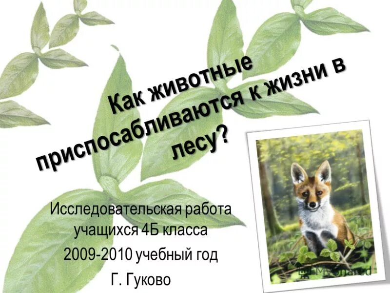 экологические проекты для дошкольников. шаблон для презентации. описание работы по экологии. экология лесных животных исследовательская работа. экология природы проект.