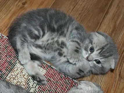 Продаю вислоухого котенка